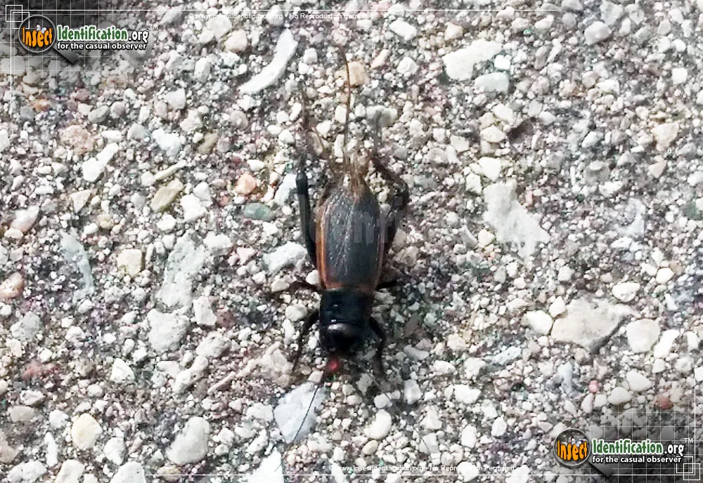 Field Cricket - photo 5