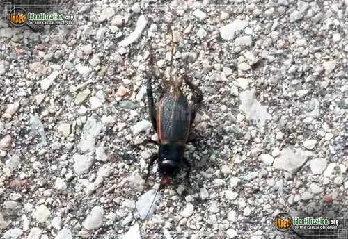 Field Cricket - photo 6