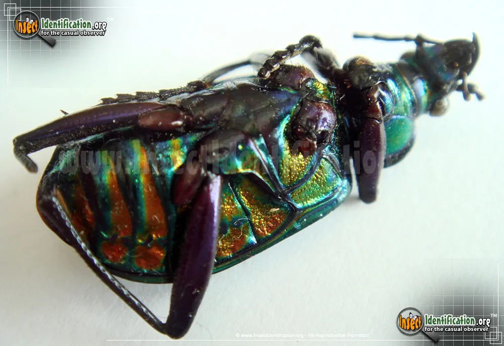 Fiery Searcher Caterpillar Hunter - photo 4