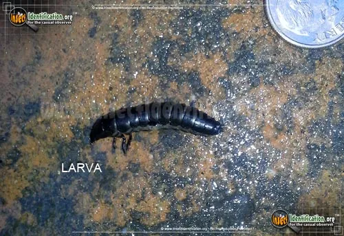 Fiery Searcher Caterpillar Hunter - photo 6