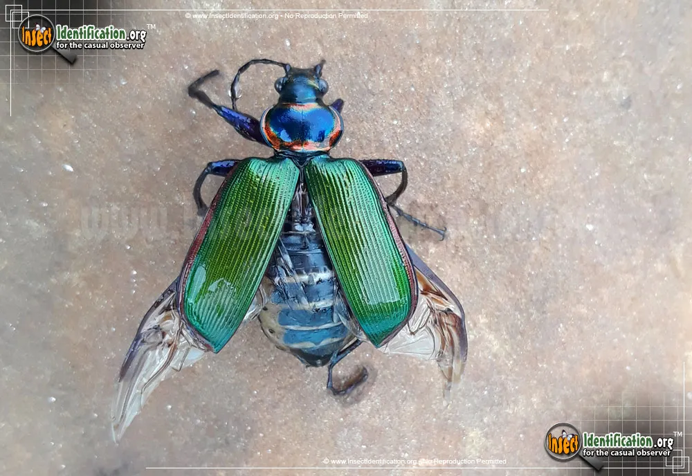 Fiery Searcher Caterpillar Hunter - photo 7