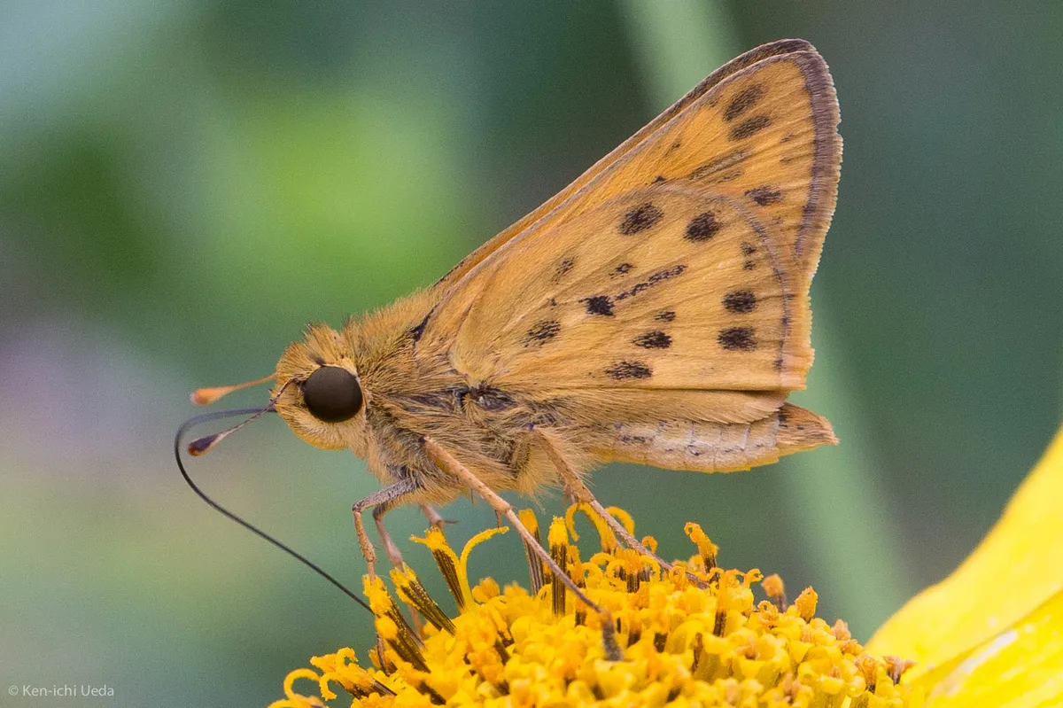 Fiery Skipper - photo 3
