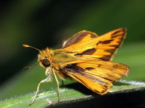 Fiery Skipper - photo 4