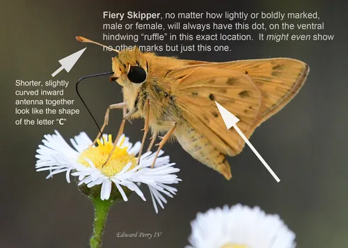 Fiery Skipper - photo 5