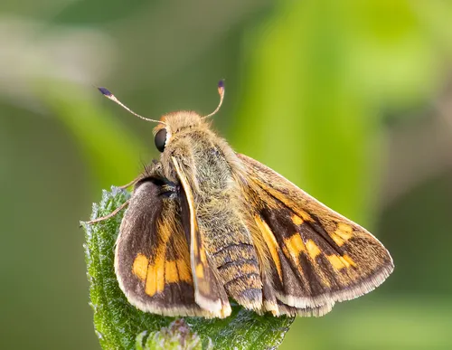 Fiery Skipper - photo 7