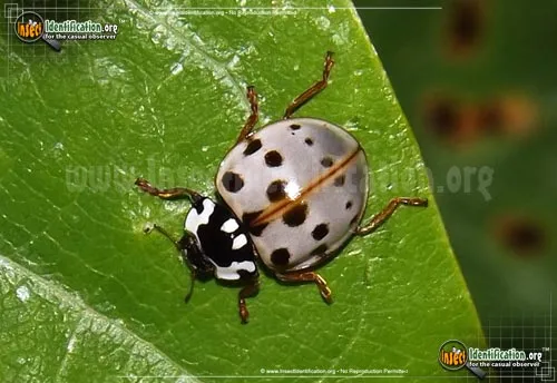 Fifteen-spotted Lady Beetle - photo 2