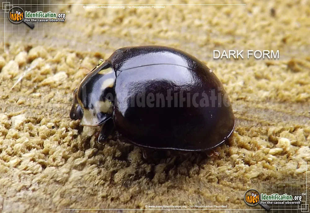 Fifteen-spotted Lady Beetle - photo 3