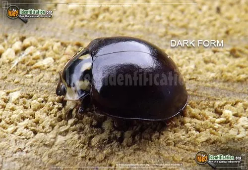 Fifteen-spotted Lady Beetle - photo 4