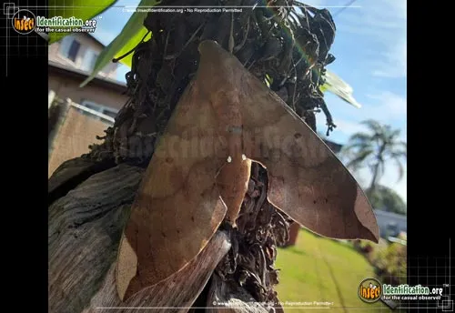 Fig Sphinx - photo 2