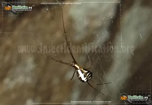 Filmy Dome Spider - photo 2