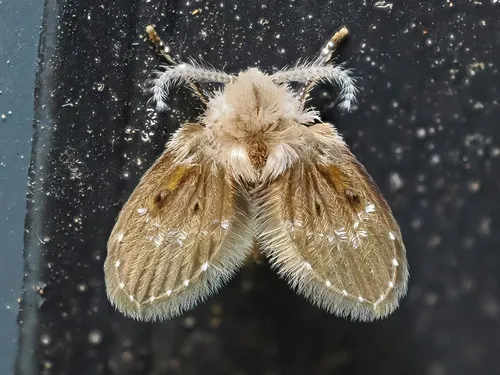 Filter Fly - photo 2