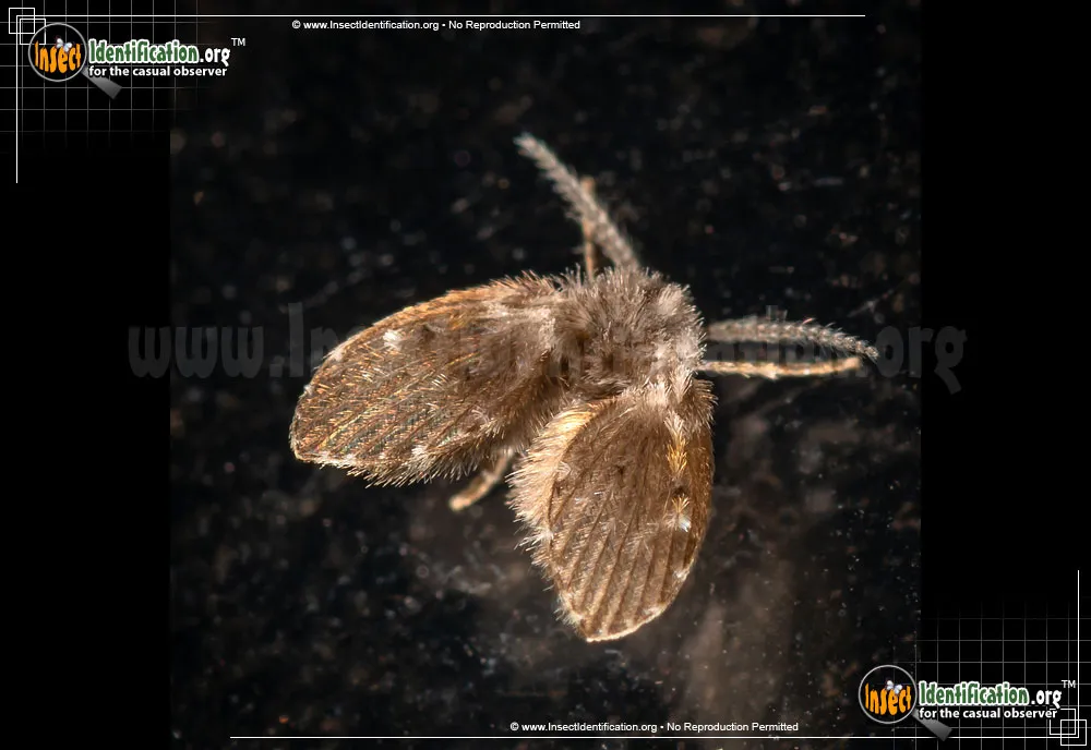 Filter Fly - photo 5