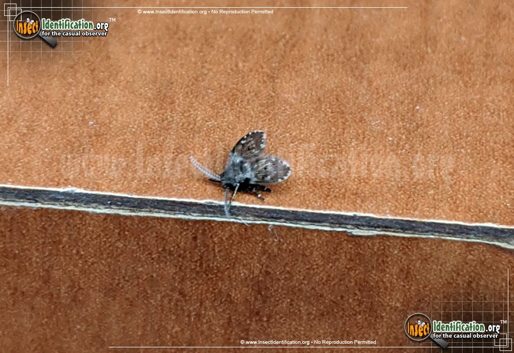 Filter Fly - photo 6