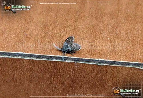 Filter Fly - photo 8