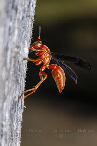 Fine-backed Red Paper Wasp - photo 2