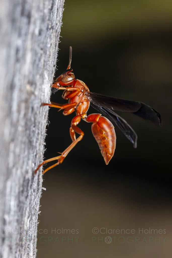 Fine-backed Red Paper Wasp - photo 3