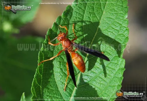 Fine-backed Red Paper Wasp - photo 6