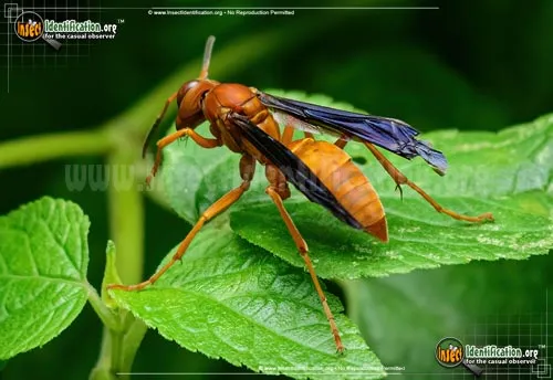 Fine-backed Red Paper Wasp - photo 7