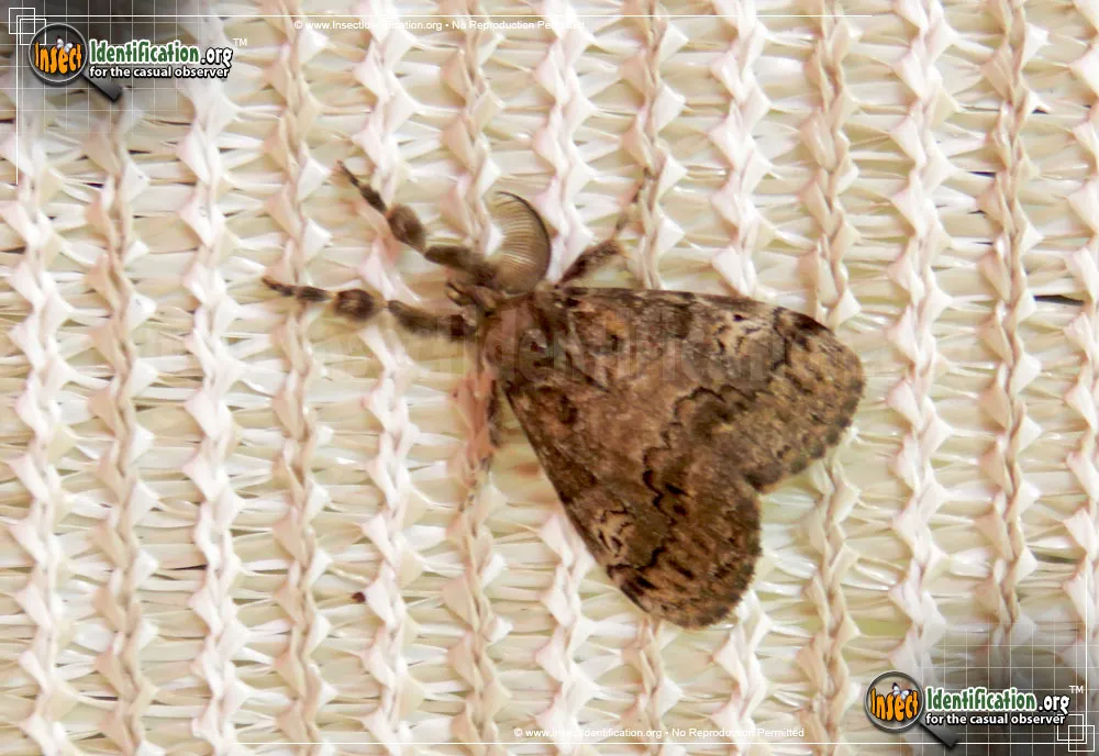 Fir Tussock Moth