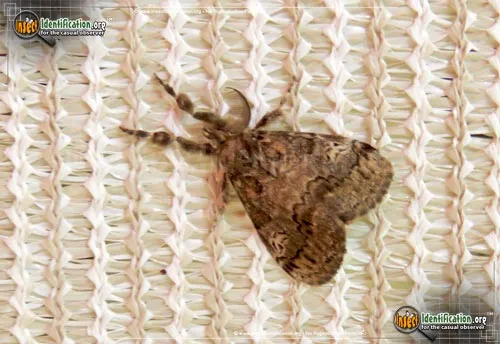 Fir Tussock Moth - photo 2