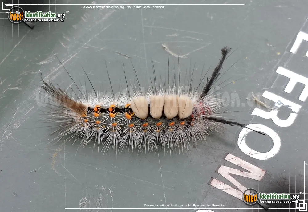 Fir Tussock Moth - photo 3