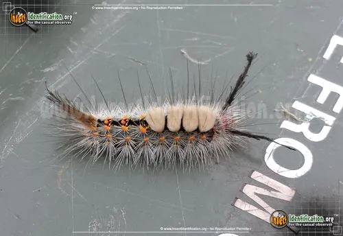 Fir Tussock Moth - photo 4