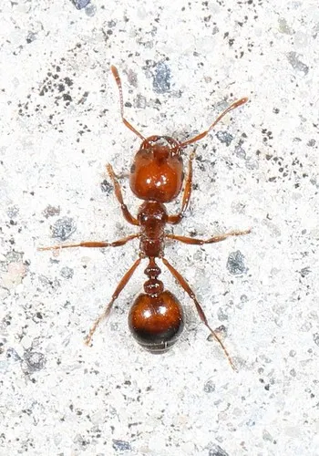 Fire Ants - photo 2
