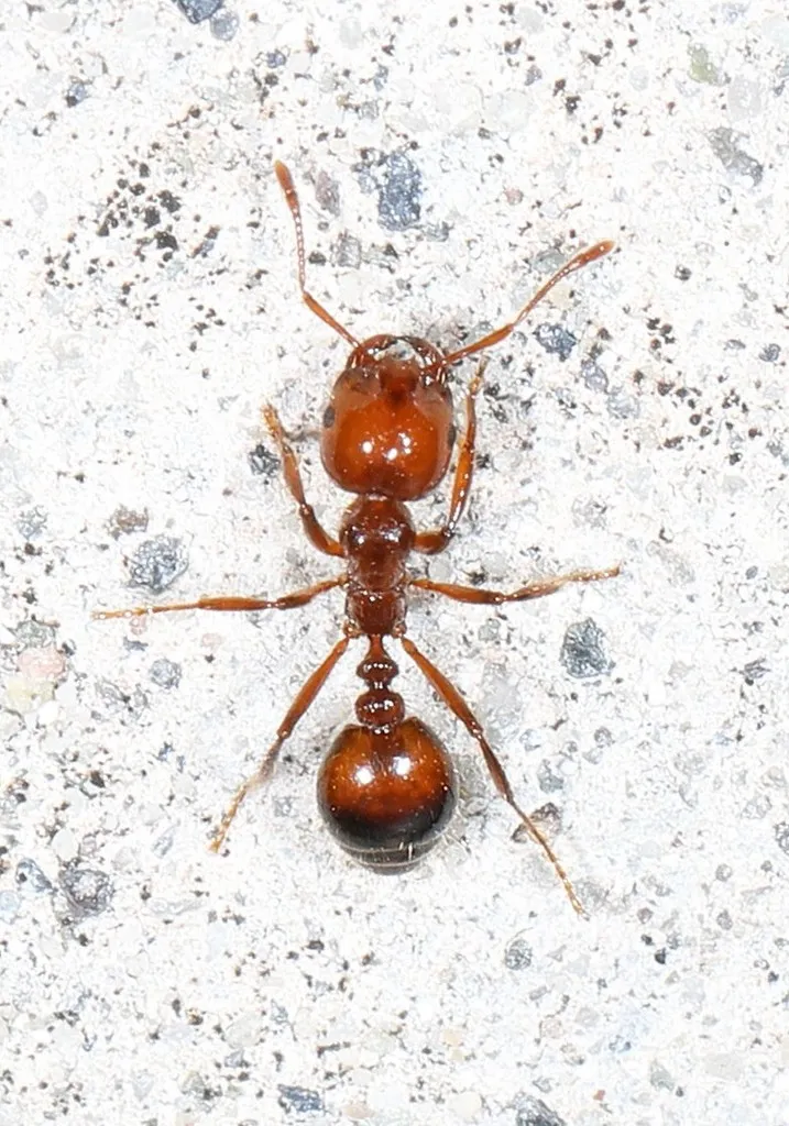 Fire Ants - photo 3