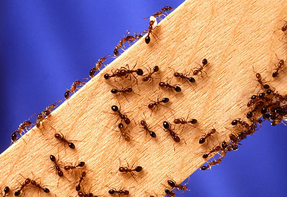 Fire Ants - photo 6