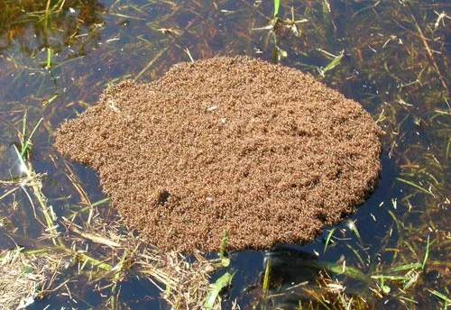 Fire Ants - photo 7