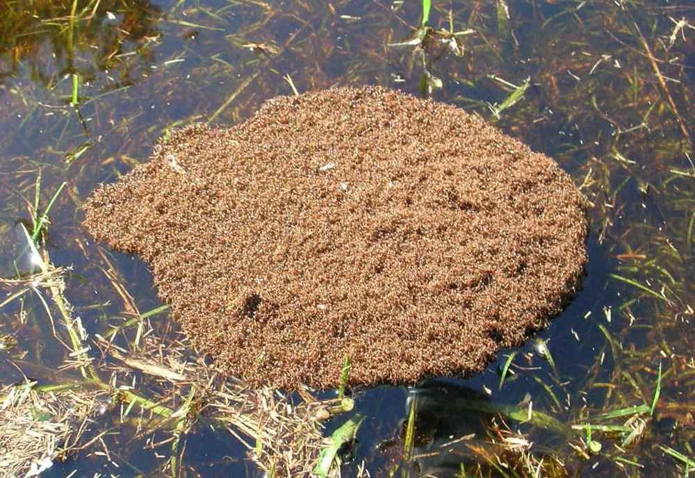 Fire Ants - photo 8