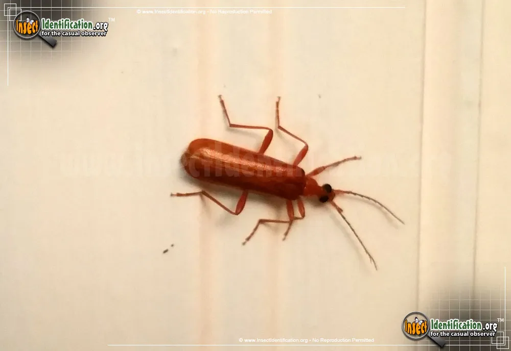 Fire-colored Beetle - Dendroides spp.