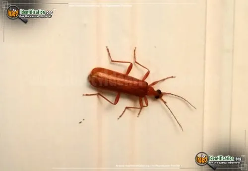 Fire-colored Beetle - photo 2