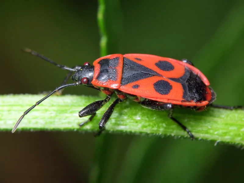 Firebug - photo 3