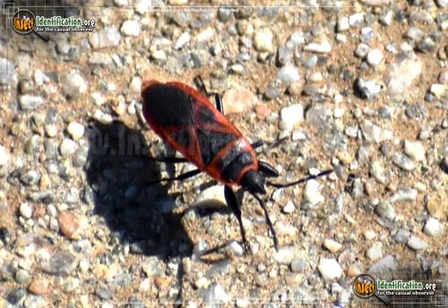 Firebug - photo 4