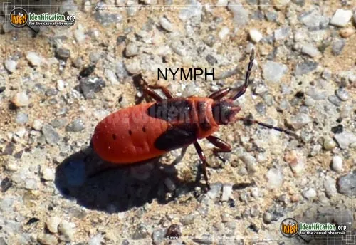 Firebug - photo 5