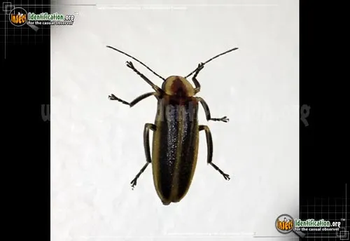 Firefly - photo 2