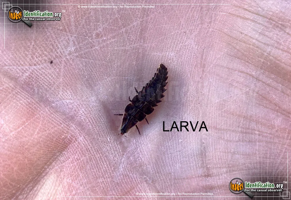 Firefly - photo 5