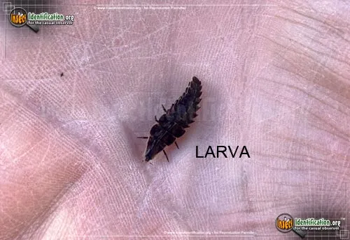 Firefly - photo 6