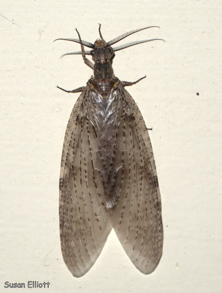 Fishfly - photo 2