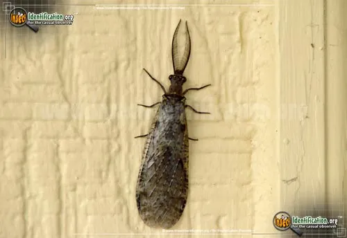 Fishfly - photo 4