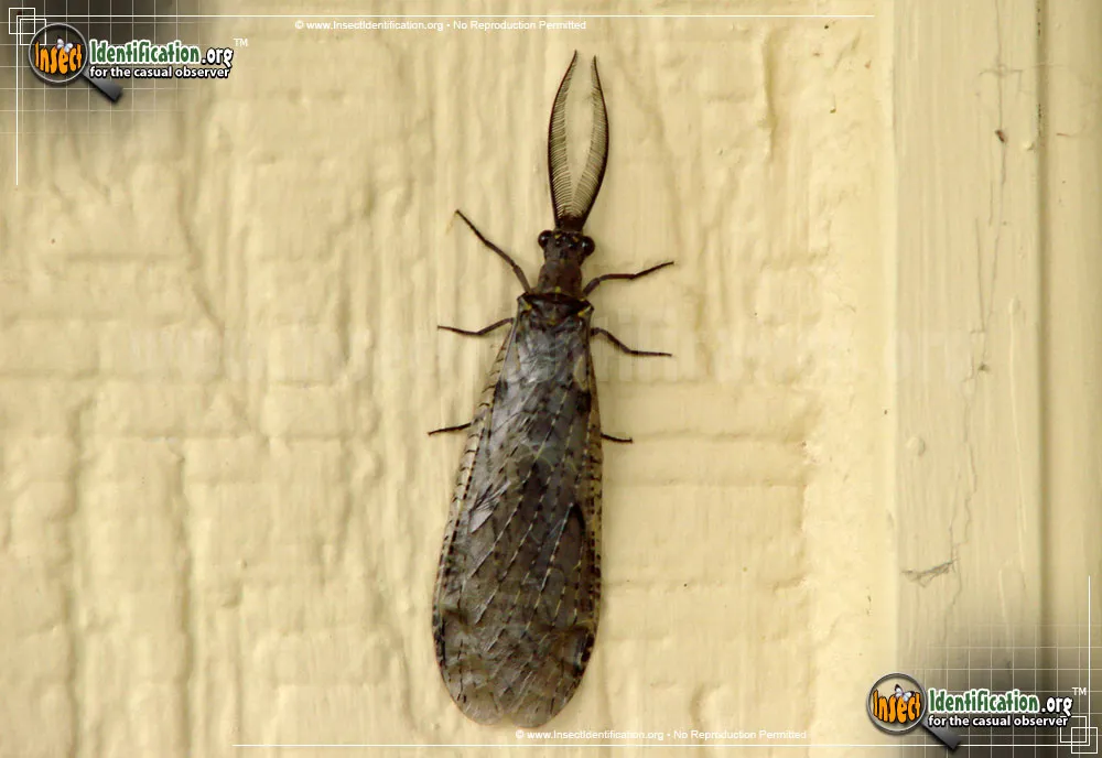 Fishfly - photo 5