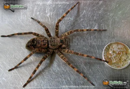 Fishing Spider - photo 2