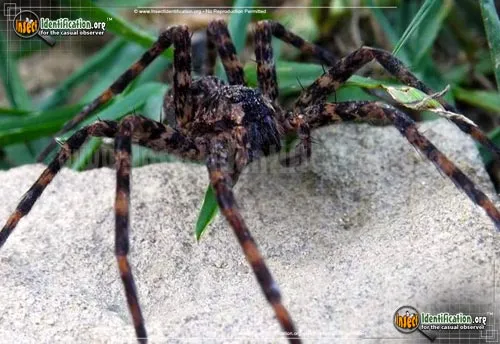 Fishing Spider - photo 4