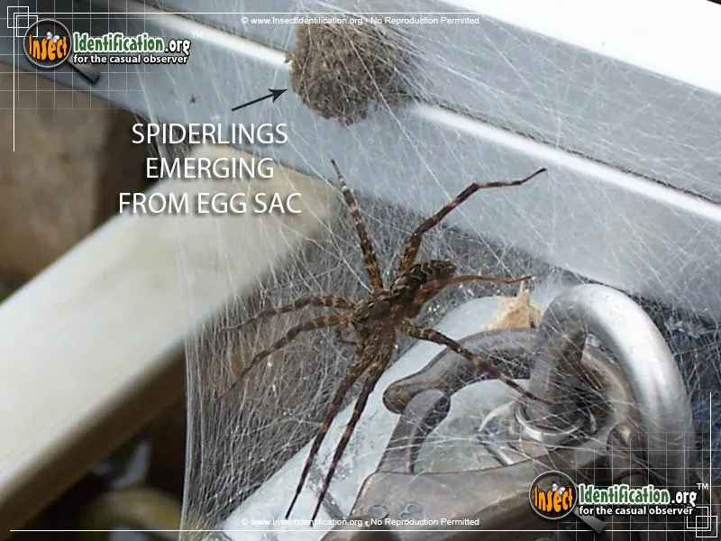 Fishing Spider - photo 5