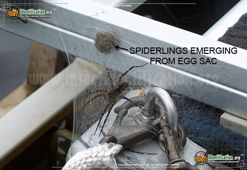 Fishing Spider - photo 6