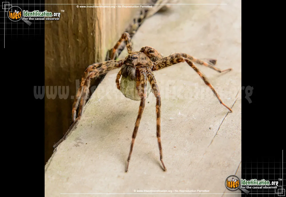 Fishing Spider - photo 7
