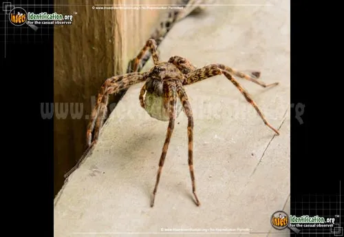 Fishing Spider - photo 8