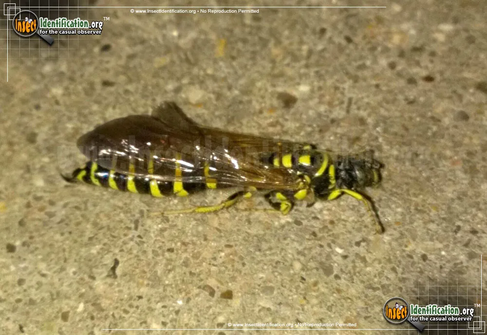 Five-banded Thynnid Wasp