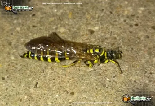 Five-banded Thynnid Wasp - photo 2